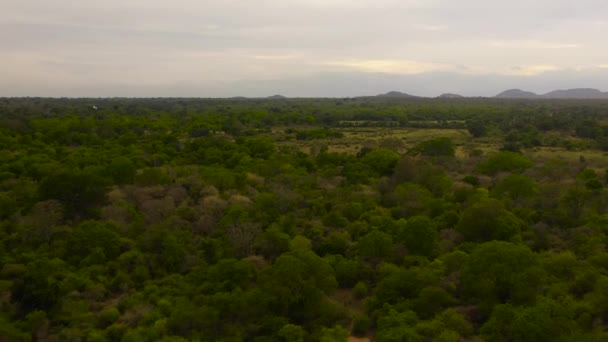Aerial View National Park Sri Lanka Rainforest Savannah — Stock Video