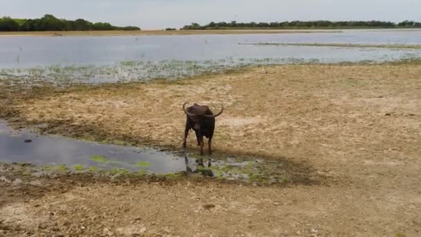 Búfalo Agua Orilla Del Lago Sri Lanka — Vídeo de stock