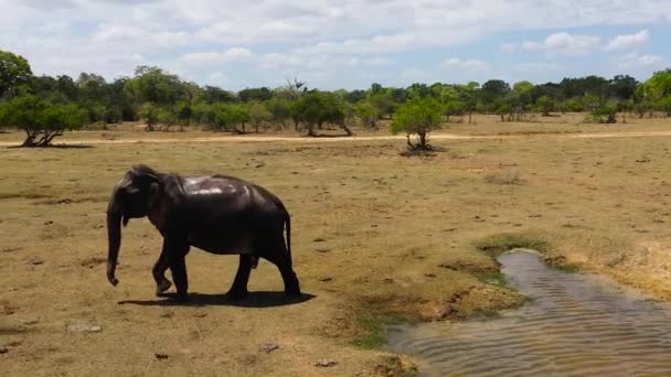 Elephant Water Buffalo Lake Reserve Kumana National Park Sri Lanka — Stock Video