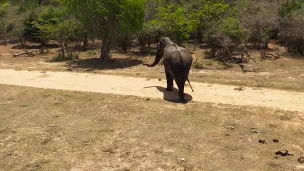 Elefanten Korsar Vägen Och Går Djungeln Kumanas Nationalpark Sri Lanka — Stockvideo