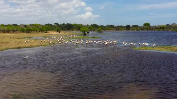 Aerial Drone Birds Lake Garzas Hábitat Natural Parque Nacional Kumana — Vídeos de Stock