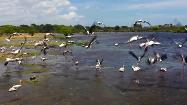 Vista Aérea Aves Lago Garzas Hábitat Natural Parque Nacional Kumana — Vídeos de Stock