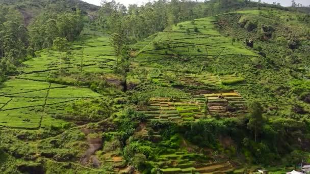 Tropikal Manzaranın Zirvesinde Dağların Arasında Çay Evi Var Çay Tarlaları — Stok video
