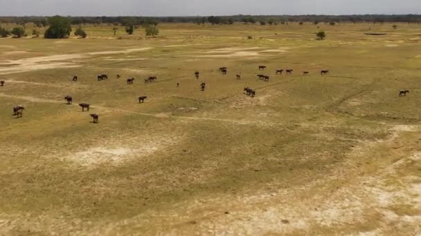 Een Kudde Wilde Buffels Trekt Zoek Naar Voedsel Water Sri — Stockvideo