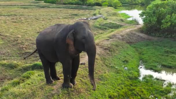 大象生活在农村地区的农田里 阿鲁甘湾斯里兰卡 — 图库视频影像