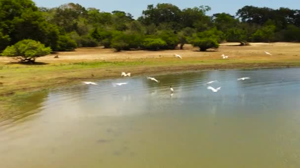 鸟猴在其自然栖息地的空中景观 巴拿马Wewa湖 斯里兰卡 — 图库视频影像