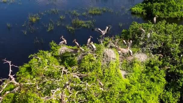 Дикі Птахи Гнізда Деревах Ростуть Озері Національний Парк Кумана Шрі — стокове відео