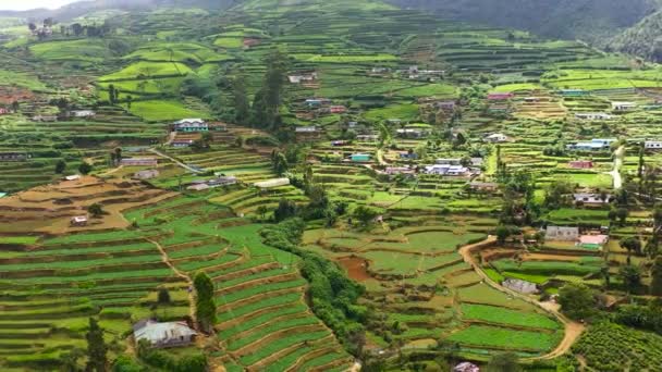 スリランカのお茶の不動産風景のトップビュー お茶の緑のフィールドと風景 スリランカのヌワラエリヤ — ストック動画