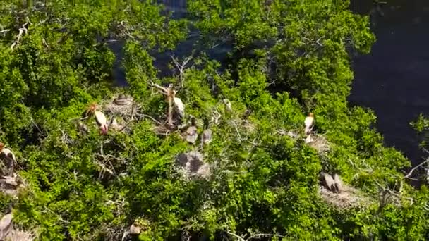Αεροφωτογραφία Άγριων Πουλιών Και Φωλιών Δέντρα Που Φυτρώνουν Στη Λίμνη — Αρχείο Βίντεο