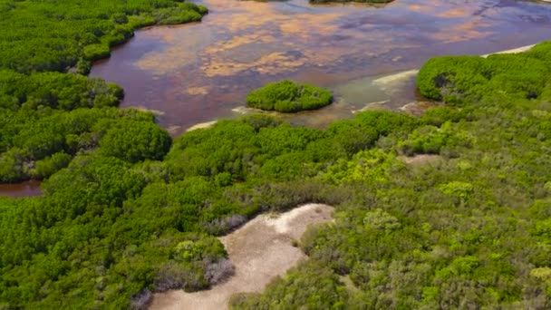 Drone Aérien Jungle Pendant Saison Des Pluies Habitat Oiseaux Animaux — Video
