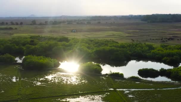 Słońce Odbija Się Powierzchni Rzeki Obszarach Wiejskich Wieś Wypasane Bydło — Wideo stockowe