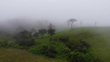 Dağlarda sis ve bulutlarla kaplı yeşil tarlaların ve ağaçların havadan görünüşü. Sri Lanka.