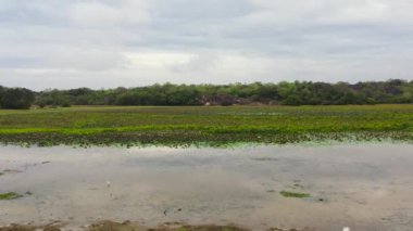 Bataklık manzarası, ulusal parkta eşofman altı ve su bitkileriyle dolu bir bataklık. Sri Lanka.