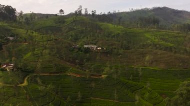 Top view of Tea plantations on the hillsides in the mountains of Sri Lanka. Tea estate landscape.