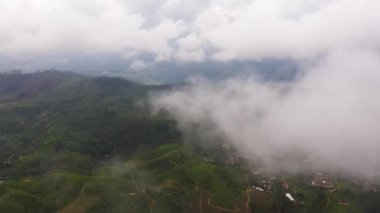 Dağların tepesinde bulutların arasından çay tarlası. Çay arazisi, Sri Lanka.