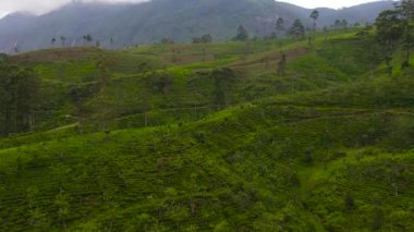 Tea estate landscape, Sri Lanka. Landscape with green fields of tea.