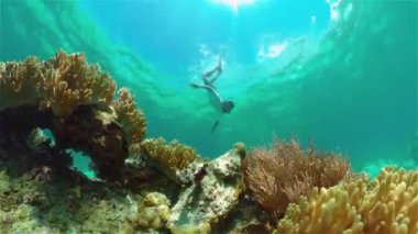 Mercan resiflerinin arasında şnorkelle yüzen adam. Mercan Kayalıklarında Tropikal Balıklar, sualtı sahnesi. Filipinler.