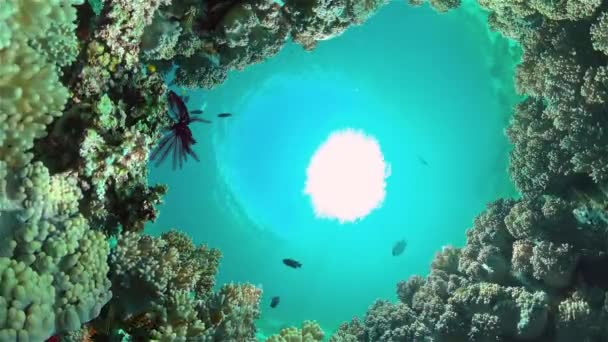 Mercan Resifleri Tropikal Balıklarla Dolu Güzel Sualtı Dünyası Filipinler Seyahat — Stok video