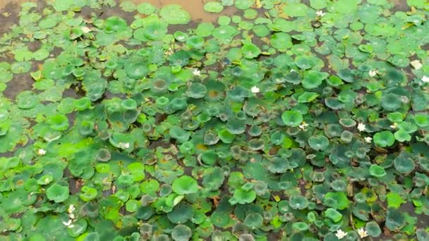 Swampy Lake Lotuses Aquatic Plants Sri Lanka — Stock Video