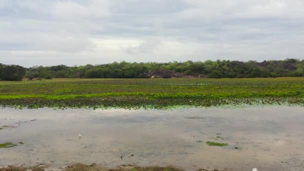 Vista Superior Los Humedales Pantano Con Sudores Vegetación Acuática Parque — Vídeo de stock