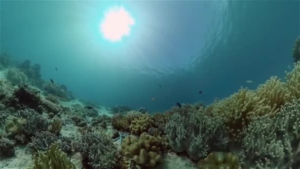 Korallrev Och Tropiska Fiskar Filippinernas Undervattensvärld Undervattens Färgglada Tropiska Korallrev — Stockvideo