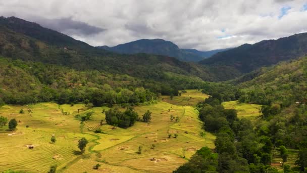 山の間の谷の棚田やテラス スリランカの農業風景 — ストック動画