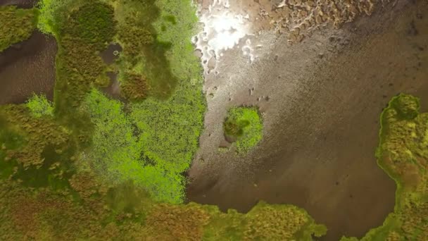 Pohled Shora Mokřady Tropickou Vegetací Srí Lance Vodní Rostliny Jezeře — Stock video