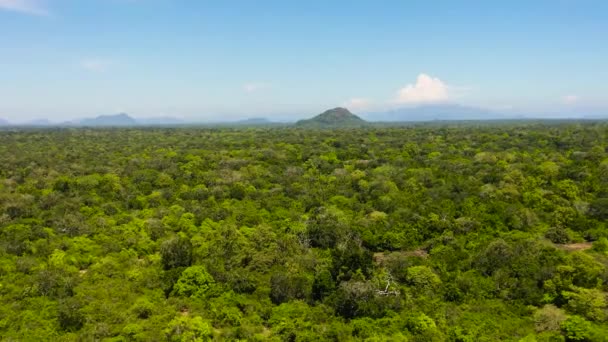 Sri Lanka Daki Ulusal Parklarda Tropikal Bitki Örtüsü Olan Ormanın — Stok video