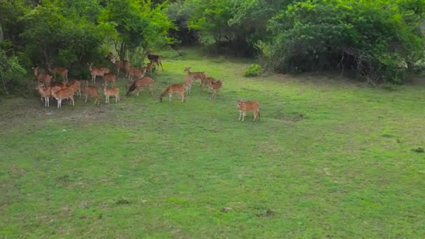 Eine Herde Hirsche Zieht Den Dschungel Nationalpark Sri Lanka — Stockvideo