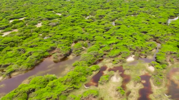Översvämmade Djungler Och Regnskog Sri Lanka — Stockvideo