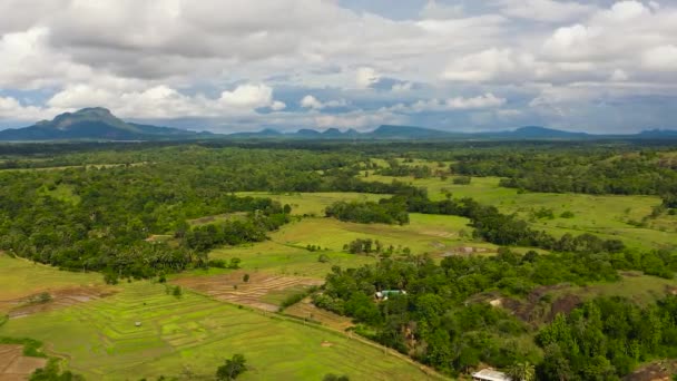 Lucht Drone Van Rijstvelden Landbouwgrond Het Platteland Sri Lanka — Stockvideo