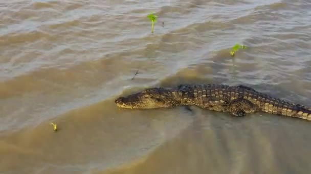 Draufsicht Auf Krokodil Einem Teich Freier Wildbahn Sri Lanka — Stockvideo