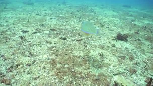 サンゴ礁の上のイカ ファラオのイカ スリランカ — ストック動画