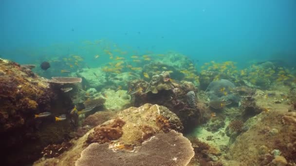 Underwater Fish Garden Reef Reef Coral Scene Seascape Water Sri — Stockvideo