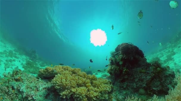 Peces Tropicales Submarinos Colores Maravillosos Hermosos Peces Submarinos Colores Corales — Vídeo de stock