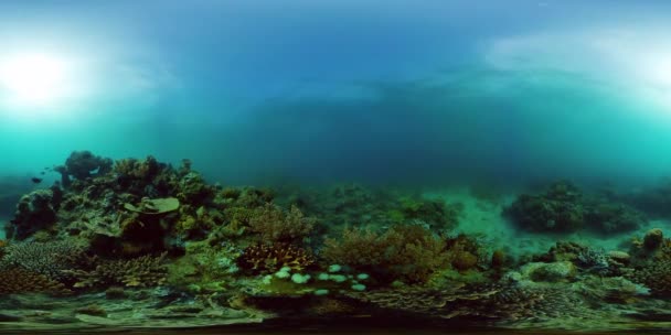 热带鱼和珊瑚礁正在潜水 有珊瑚和热带鱼的海底世界虚拟现实360 — 图库视频影像