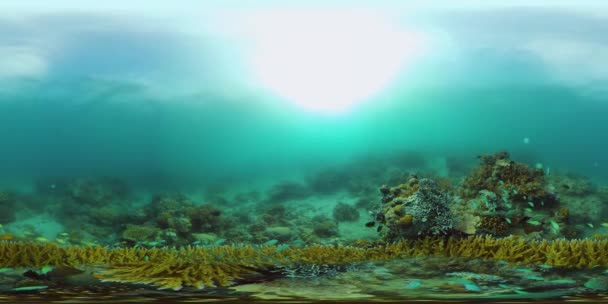 Podvodní Rybí Útes Korálové Útesy Seascape Pod Vodou Filipíny Virtuální — Stock video
