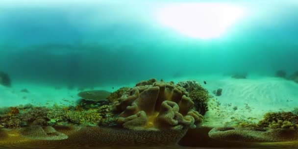 Τροπικά Υποβρύχια Ψάρια Πολύχρωμο Τροπικό Κοραλλιογενή Ύφαλο Ύφαλος Σκηνής Φιλιππίνες — Αρχείο Βίντεο