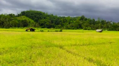 Tarım arazisi: Sri Lanka 'nın dağlık bir bölgesindeki pirinç tarlalarının hava aracı.