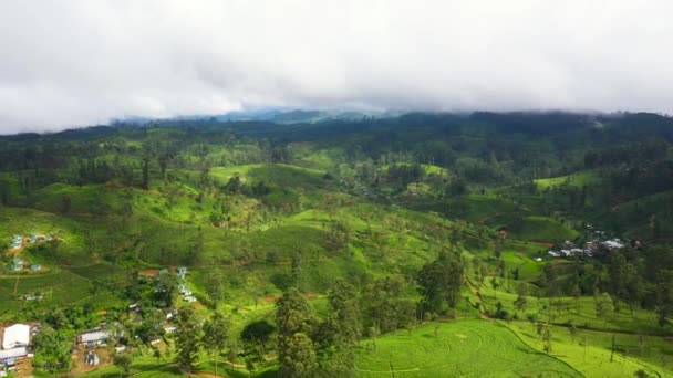 Чайная Плантация Склонах Гор Шри Ланки Ландшафт Чайной — стоковое видео
