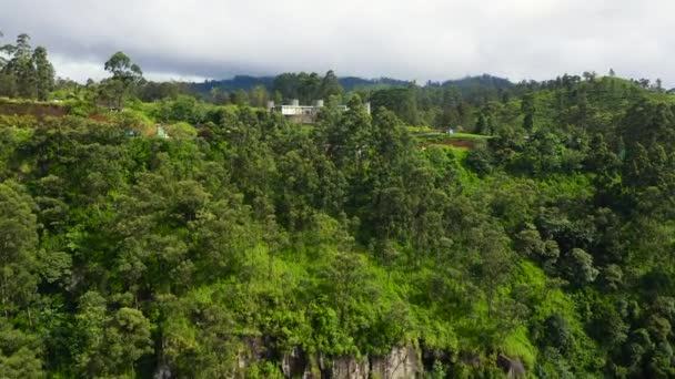 Aerial View Green Tea Estate Landscape Tea Plantations Sri Lanka — Stock Video