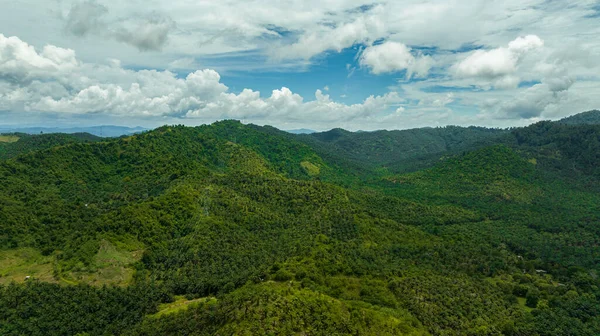 Plantations Huile Palme Dans Forêt Tropicale Jungle Bornéo Malaisie — Photo