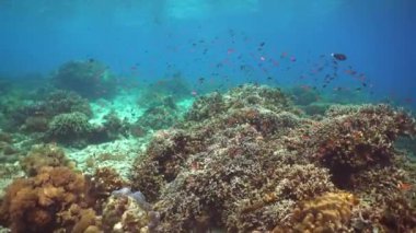 Tropikal mercan resifleri. Balıklarla, sert ve yumuşak mercanlarla. Sipadan, Malezya.