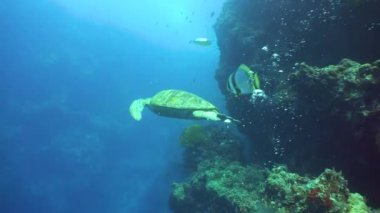 Kaplumbağa mercan resifi boyunca yüzer. Sipadan, Malezya.