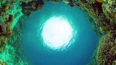 Tropikal balıklarla birlikte su altında mercan kayalıkları. Sert ve yumuşak mercanlar, sualtı manzarası. Seyahat tatili konsepti. Panglao, Bohol, Filipinler.