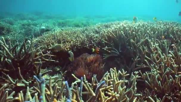 Peixes Tropicais Recife Coral Cena Subaquática Sipadan Malásia — Vídeo de Stock