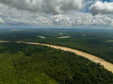 Kinabatangan nehri yağmur ormanları ve ormanların arasında. Borneo, Malezya.