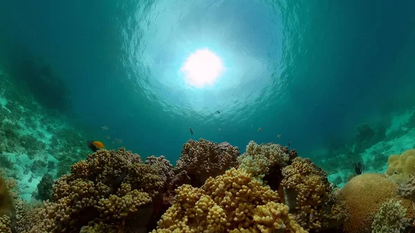 Recifes Corais Tropicais Coloridos Recifes Cena Vida Marinha Mundo Mar — Fotografia de Stock