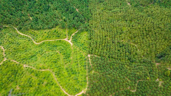Palmas Aceiteras Borneo Plantación Aceite Palma Malasia —  Fotos de Stock
