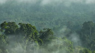Sabah sisinde orman ve yağmur ormanlarının en üst görüntüsü. Borneo. Sabah, Malezya.